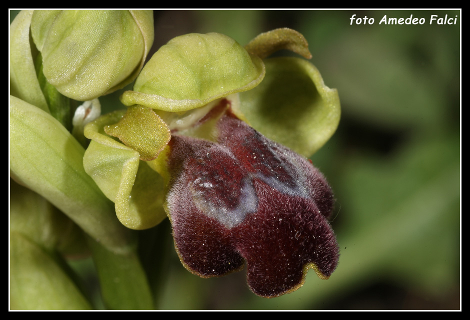 ORCHIDEE DI SICILIA: Ophrys obaesa Lojacono